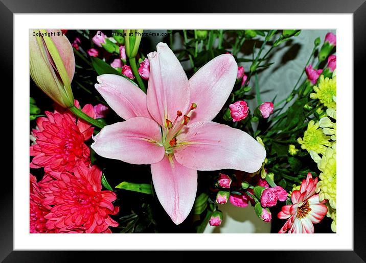  Beautiful pink lily in all its glory Framed Mounted Print by Frank Irwin