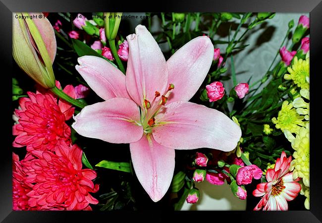  Beautiful pink lily in all its glory Framed Print by Frank Irwin