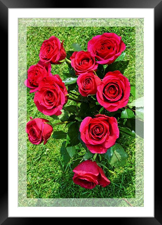 Beautiful red Hybrid Tea roses Framed Mounted Print by Frank Irwin