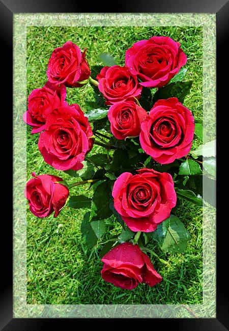 Beautiful red Hybrid Tea roses Framed Print by Frank Irwin