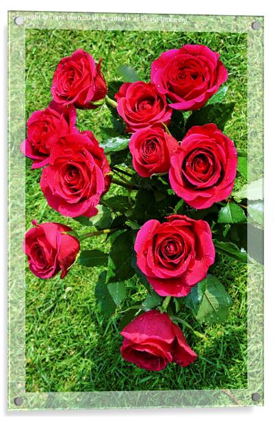 Beautiful red Hybrid Tea roses Acrylic by Frank Irwin