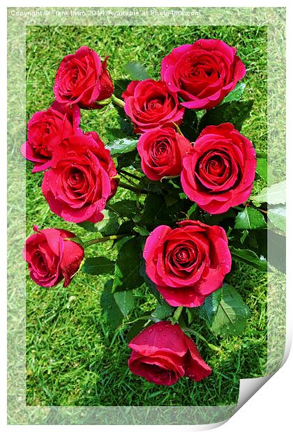 Beautiful red Hybrid Tea roses Print by Frank Irwin