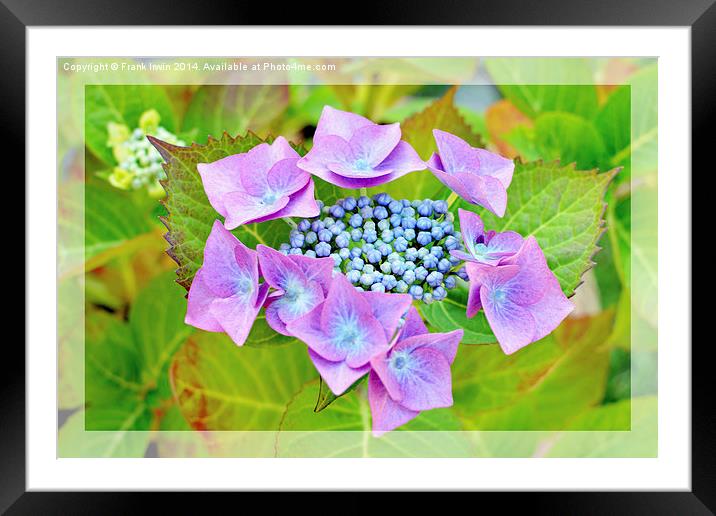 Beautiful & Colourful Hydrangea Macrophylla Framed Mounted Print by Frank Irwin