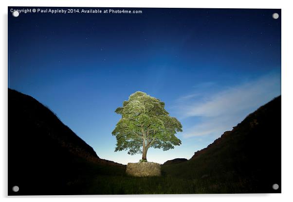  Lone Tree on Hadrian's Wall - Sycamore Gap Acrylic by Paul Appleby