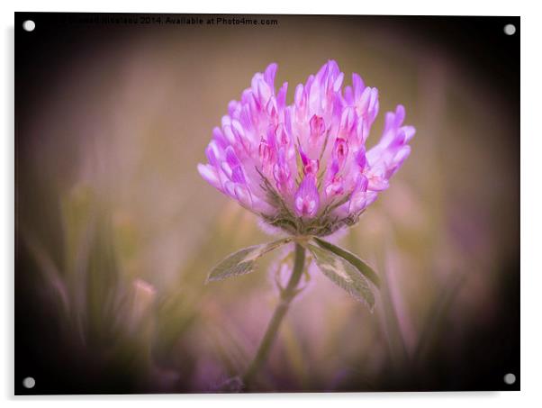  The Little Wild Flower Acrylic by Stewart Nicolaou