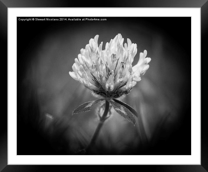 The Little Wild Flower Framed Mounted Print by Stewart Nicolaou