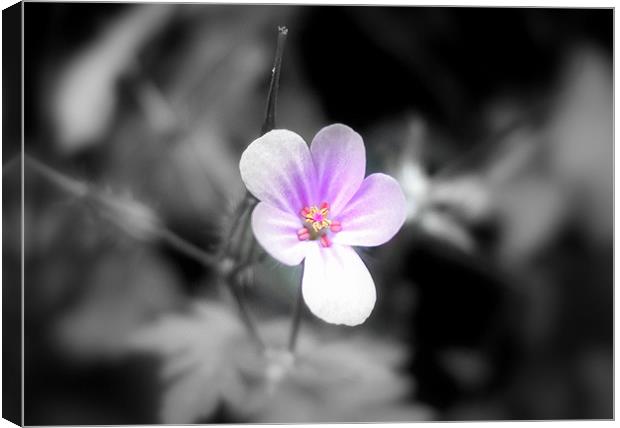 Tiny Pink Flower Canvas Print by Pete Holloway