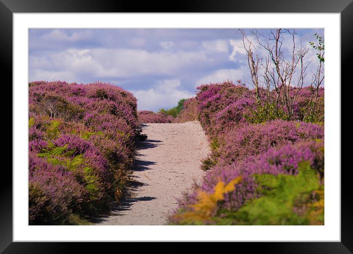  Path through the heath. Framed Mounted Print by Alan Waters