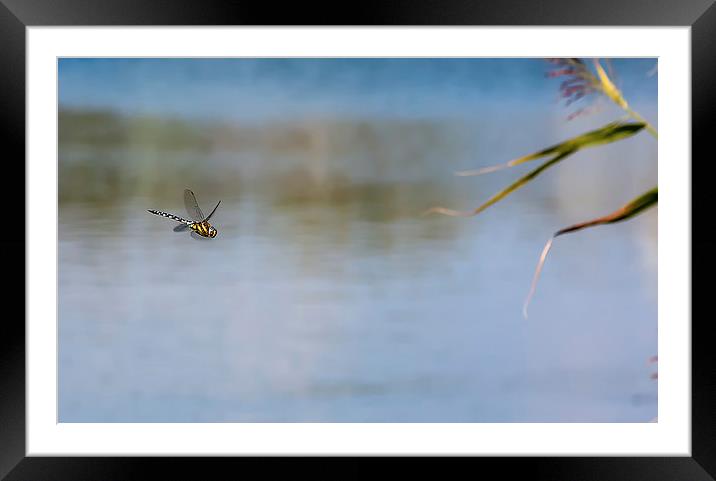  Dragonfly Framed Mounted Print by Dave Rowlatt