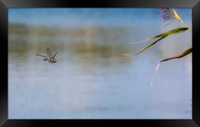  Dragonfly Framed Print by Dave Rowlatt