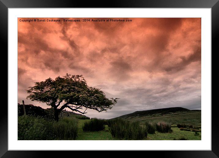  Hawthorn and Drama In The Sky Framed Mounted Print by Sandi-Cockayne ADPS