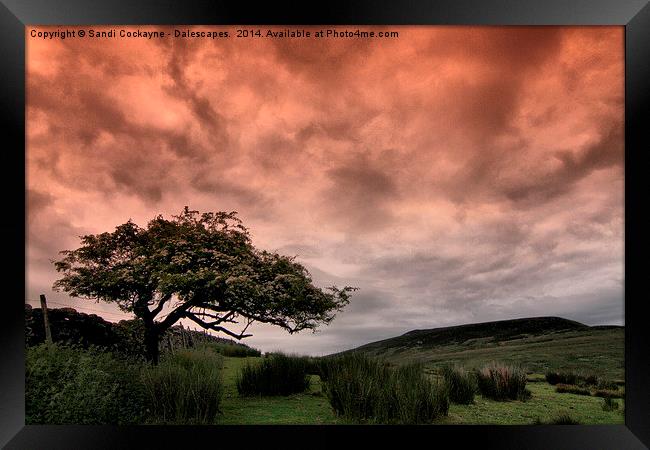  Hawthorn and Drama In The Sky Framed Print by Sandi-Cockayne ADPS