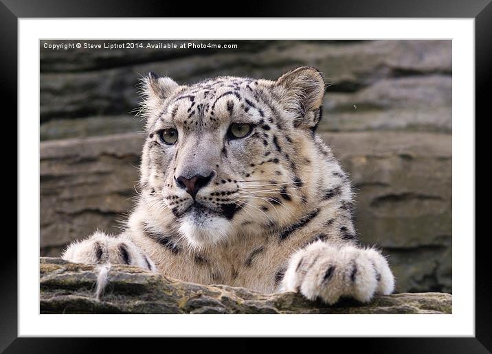  Snow leopard (Panthera uncia) Framed Mounted Print by Steve Liptrot