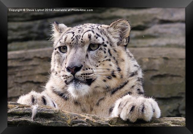  Snow leopard (Panthera uncia) Framed Print by Steve Liptrot