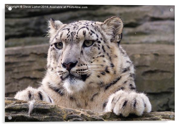  Snow leopard (Panthera uncia) Acrylic by Steve Liptrot