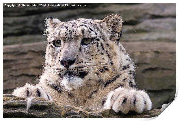  Snow leopard (Panthera uncia) Print by Steve Liptrot
