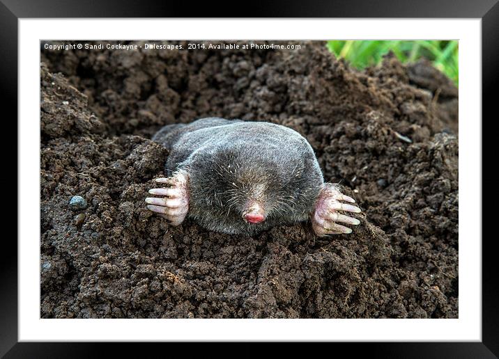  I Am A Mole And I Live In A Hole....... Framed Mounted Print by Sandi-Cockayne ADPS