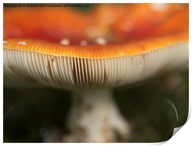 fly agaric Print by Jo Beerens
