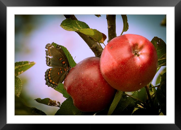  Everyone Loves Apples Framed Mounted Print by Tom and Dawn Gari