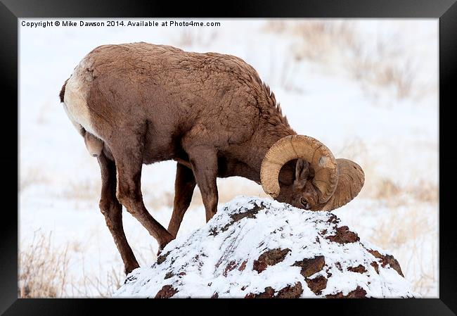 Watchful Eye Framed Print by Mike Dawson