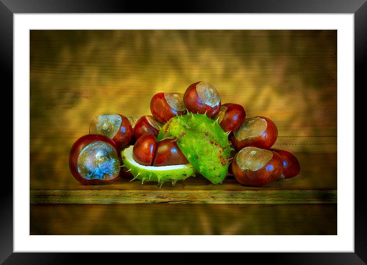  Conker Season Framed Mounted Print by David Hare