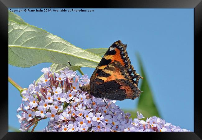Tortoiseshell butterfly, insects, beautiful butter Framed Print by Frank Irwin