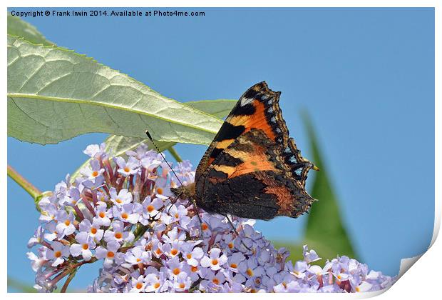 Tortoiseshell butterfly, insects, beautiful butter Print by Frank Irwin