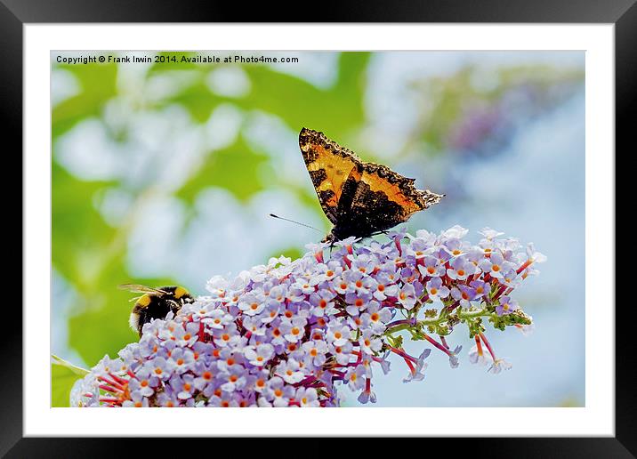  A beautiful Tortoiseshell butterfly shares its di Framed Mounted Print by Frank Irwin