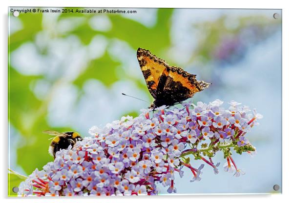  A beautiful Tortoiseshell butterfly shares its di Acrylic by Frank Irwin