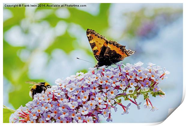  A beautiful Tortoiseshell butterfly shares its di Print by Frank Irwin