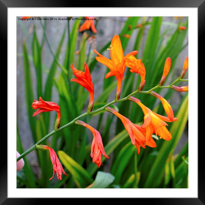  Colourful & Close-up Montbretia in all its glory Framed Mounted Print by Frank Irwin