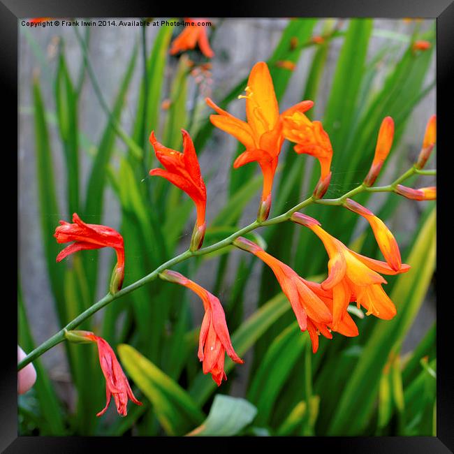  Colourful & Close-up Montbretia in all its glory Framed Print by Frank Irwin