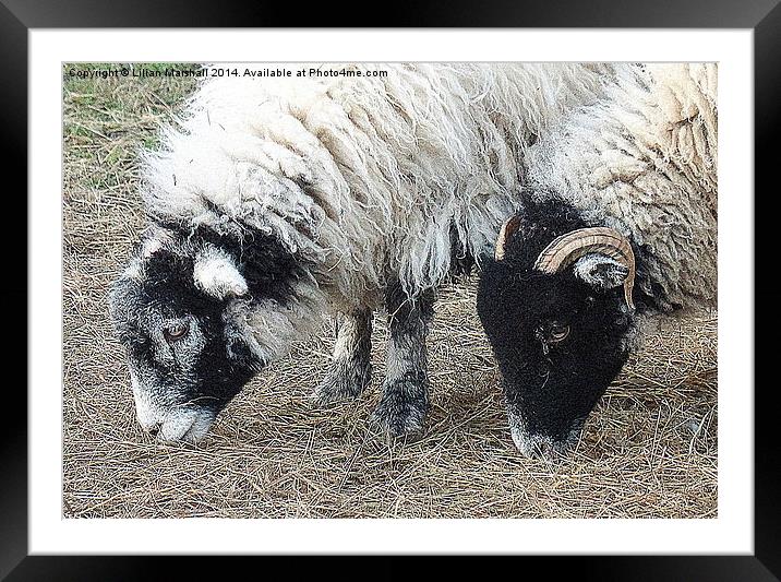 Swaledale Sheep.  Framed Mounted Print by Lilian Marshall