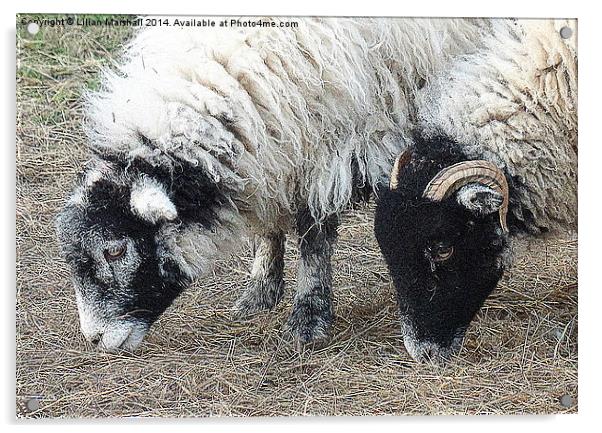  Swaledale Sheep.  Acrylic by Lilian Marshall