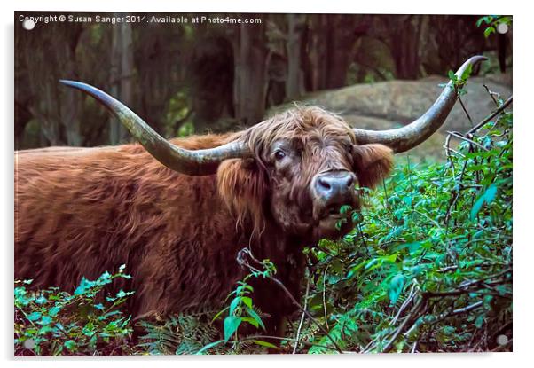  Highland Cow Acrylic by Susan Sanger