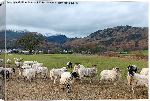  Mountains at Coniston.  Canvas Print by Lilian Marshall