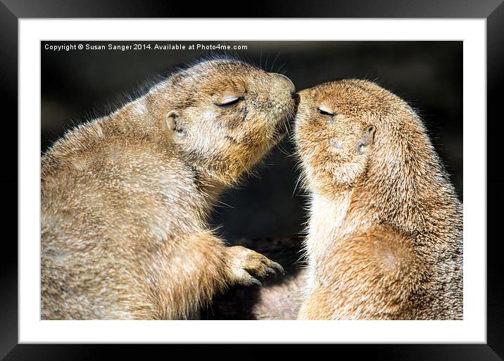  Prairie dogs kissing Framed Mounted Print by Susan Sanger