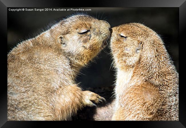  Prairie dogs kissing Framed Print by Susan Sanger