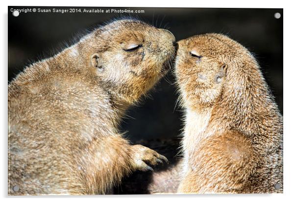  Prairie dogs kissing Acrylic by Susan Sanger