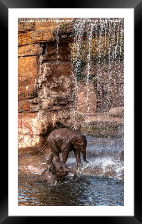 Elephants Water Fun Framed Mounted Print by rawshutterbug 
