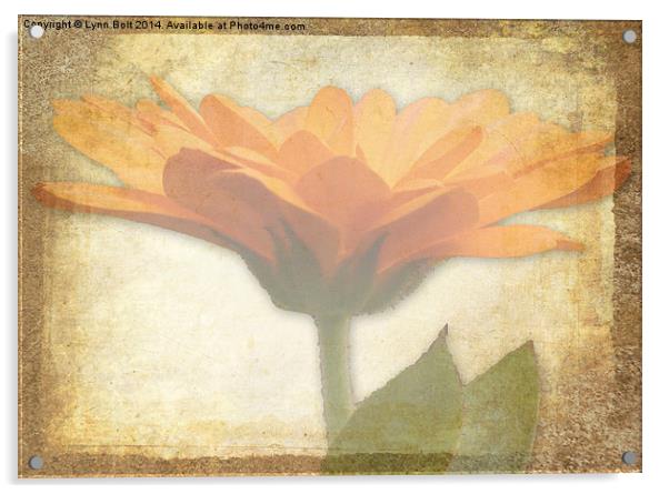  Marigold Acrylic by Lynn Bolt