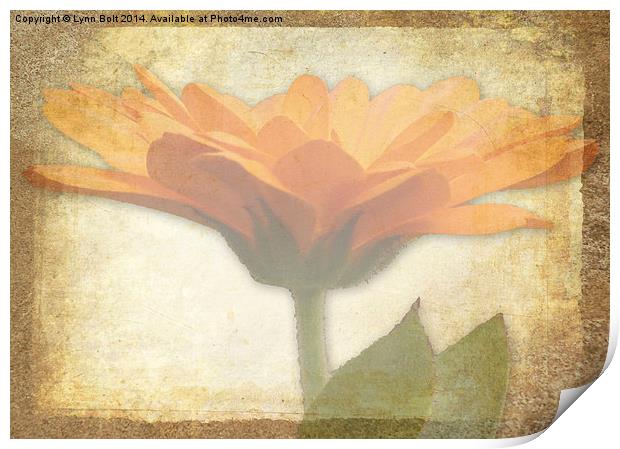  Marigold Print by Lynn Bolt