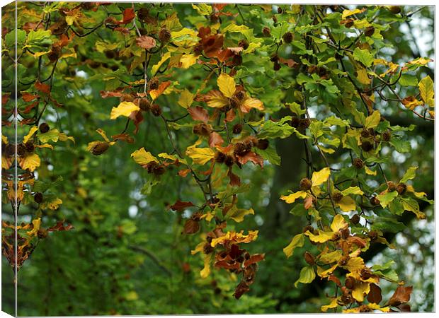 Beech Canvas Print by Victor Burnside