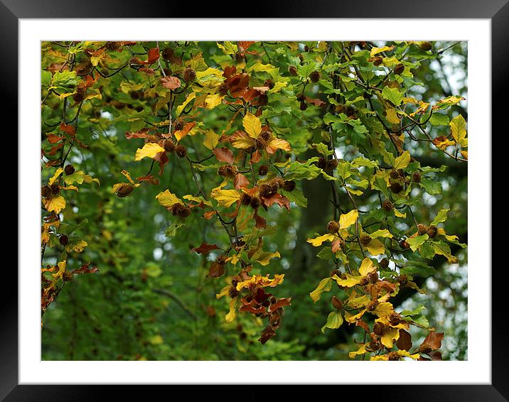 Beech Framed Mounted Print by Victor Burnside