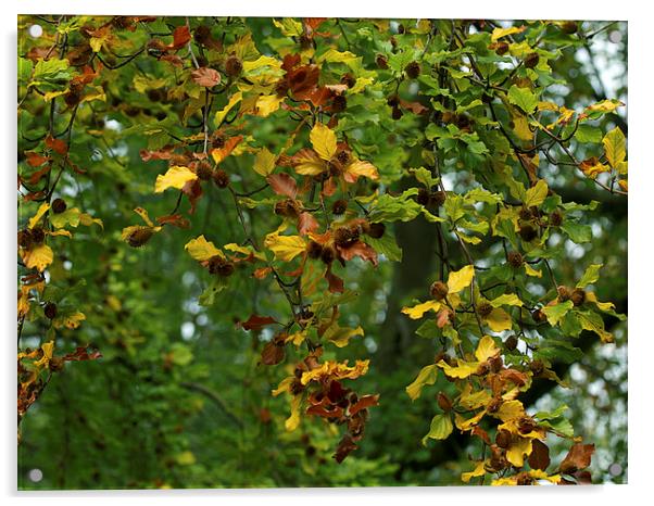 Beech Acrylic by Victor Burnside