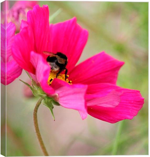  collecting nectar  Canvas Print by Kayleigh Meek