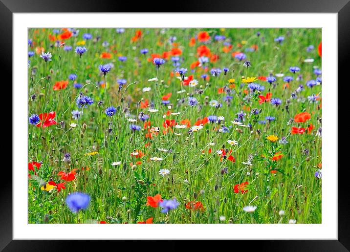  Colourful meadow  Framed Mounted Print by Kayleigh Meek