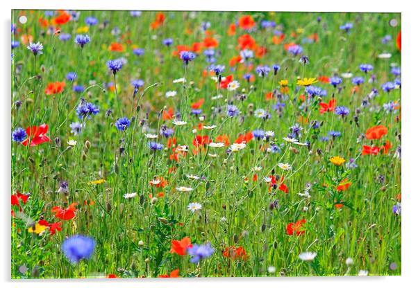  Colourful meadow  Acrylic by Kayleigh Meek