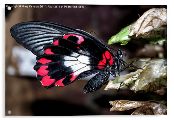  Butterfly Acrylic by Gary Kenyon
