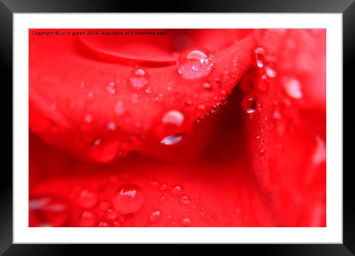  red rose thirst Framed Mounted Print by julia green